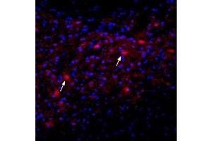 Expression of nAChRα2 in rat deep cerebellar nucleusImmunohistochemical staining of immersion-fixed, free floating rat brain frozen sections using Anti-Nicotinic Acetylcholine Receptor α2 (CHRNA2) (extracellular) Antibody (ABIN7581852), (1:100).