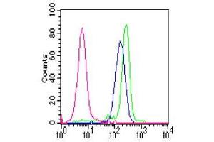 Reactivity of FITC-labelled GM-9A6 with polymorph nuclear cells. (CEACAM6 抗体)