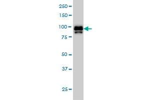 IFI16 monoclonal antibody (M03), clone 2E3 Western Blot analysis of IFI16 expression in Hela S3 NE (ABIN1339524). (IFI16 抗体  (AA 630-729))