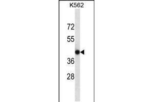 Western blot analysis in K562 cell line lysates (35ug/lane). (CACNG4 抗体  (AA 147-175))