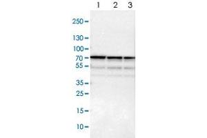 Western blot analysis of Lane 1: NIH-3T3 cell lysate (Mouse embryonic fibroblast cells), Lane 2: NBT-II cell lysate (Rat Wistar bladder tumour cells), Lane 3: PC12 cell lysate (Pheochromocytoma of rat adrenal medulla) with SNW1 polyclonal antibody  at 1:100-1:500 dilution. (SNW1 抗体)
