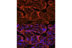 Immunofluorescence (IF) image for anti-Follistatin-Like 1 (FSTL1) (AA 1-308) antibody (ABIN7267227)