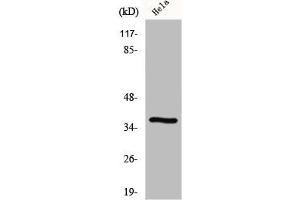 Western Blot analysis of RAW264. (GIMAP4 抗体  (Internal Region))