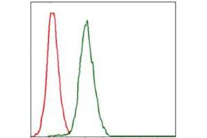 Image no. 1 for anti-Replication Protein A1, 70kDa (RPA1) antibody (ABIN1500741) (RPA1 抗体)