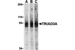 Western Blotting (WB) image for anti-Ring Finger Protein 216 (RNF216) (N-Term) antibody (ABIN1031641) (RNF216 抗体  (N-Term))