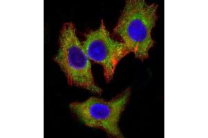 Immunofluorescent analysis of 4% paraformaldehyde-fixed, 0. (HCK 抗体)