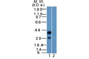 Western Blot of HEK293 lysate (1) Absence and (2) Presence of immunizing peptide p40 Rabbit PAb.