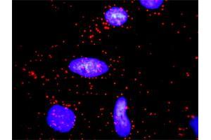Proximity Ligation Analysis of protein-protein interactions between CCND2 and CDKN1A. (Cyclin D2 抗体  (AA 1-289))