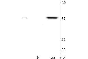 Western blot of HeLa cell lysates that had been treated with UV (~254 nm) for 0’ or 30’ showing the specific immunolabeling of the ~39 kDa p38 MAPK protein phosphorylated at Thr180/Tyr182. (MAPK14 抗体  (pThr180, pTyr182))