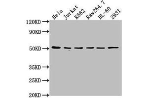 Western Blot Positive WB detected in: Hela whole cell lysate, Jurkat whole cell lysate, K562 whole cell lysate, Raw264. (CSK 抗体  (AA 325-416))