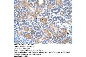 Human kidney (WWP2 抗体  (Middle Region))