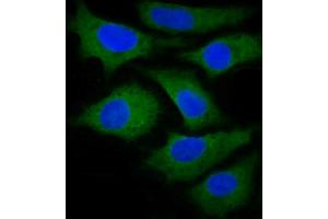 Immunofluorescent analysis of 4 % paraformaldehyde-fixed, 0.
