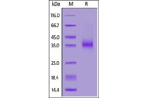 Biotinylated Human EpCAM, Avitag,His Tag on  under reducing (R) condition.