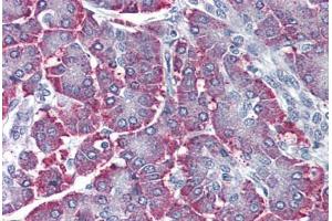 Human Pancreas (formalin-fixed, paraffin-embedded) stained with SGK2 antibody ABIN410773 followed by biotinylated goat anti-rabbit IgG secondary antibody ABIN481713, alkaline phosphatase-streptavidin and chromogen. (SGK2 抗体  (Kinase Domain))