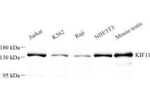 Western blot analysis of KIF11 (ABIN7074437) at dilution of 1: 500 (KIF11 抗体)