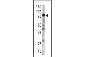Western blot analysis of DCKL1 Antibody (N-term) (ABIN391323 and ABIN2841353) in mouse brain tissue lysate. (DCLK1 抗体  (N-Term))