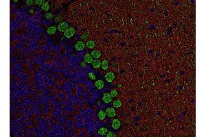 Indirect immunostaining of PFA fixed, paraffin embedded mouse cerebellum section with anti RIM 1 (dilution 1 : 500; red) and Guinea pig anti-Calbindin (cat. (Regulating Synaptic Membrane Exocytosis 1 (RIMS1) (AA 596-705) 抗体)