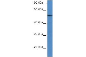WB Suggested Anti-Zbtb43 Antibody   Titration: 1. (ZBTB43 抗体  (C-Term))