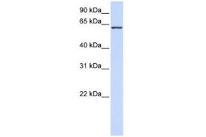 WB Suggested Anti-PROC Antibody Titration:  0. (PROC 抗体  (Middle Region))