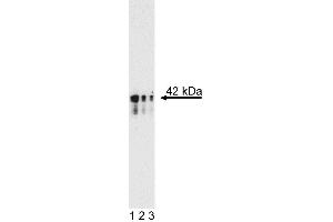 Western blot analysis of anti-mouse Nanog. (Nanog 抗体)