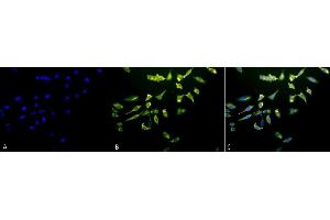Immunocytochemistry (ICC) image for anti-Heat Shock 70kDa Protein 8 (HSPA8) antibody (ABIN361801)