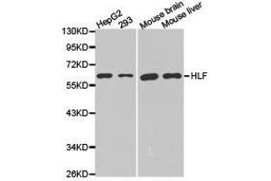 Western Blotting (WB) image for anti-Hepatic Leukemia Factor (HLF) antibody (ABIN1873036) (HLF 抗体)