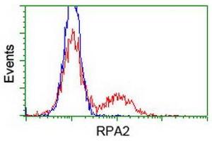 Image no. 1 for anti-Replication Protein A2, 32kDa (RPA2) antibody (ABIN1500738) (RPA2 抗体)
