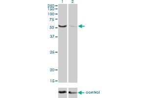 Western Blotting (WB) image for anti-Target of EGR1, Member 1 (Nuclear) (TOE1) (AA 1-510) antibody (ABIN566706)