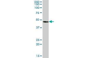CA14 MaxPab polyclonal antibody. (CA14 抗体  (AA 1-337))