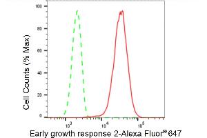 anti-Early Growth Response 2 (EGR2) antibody
