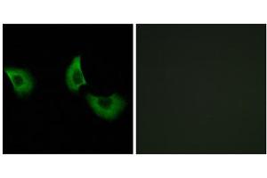 Immunofluorescence analysis of A549 cells, using EFEMP2 antibody. (FBLN4 抗体  (Internal Region))