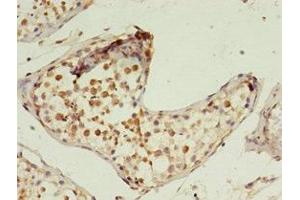Immunohistochemistry of paraffin-embedded human testis tissue using ABIN7163399 at dilution of 1:100 (PRTFDC1 抗体  (AA 2-225))