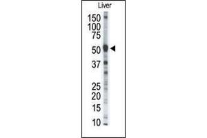 Western blot analysis of anti-P8 Pab (ABIN390153 and ABIN2840652) in mouse liver tissue lysate (35 μg/lane). (MMP8 抗体  (AA 286-315))