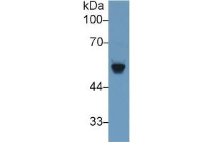 Western blot analysis of Rat Serum, using Rat bACE2 Antibody (1 µg/ml) and HRP-conjugated Goat Anti-Rabbit antibody ( (BACE2 抗体  (AA 242-502))