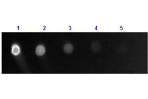 Dot Blot results of Goat Anti-Dog IgG Antibody Fluorescein Conjugate. (山羊 anti-犬 IgG (Heavy & Light Chain) Antibody (FITC) - Preadsorbed)