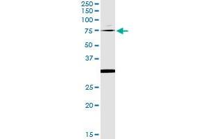 Immunoprecipitation of OXSR1 transfected lysate using anti-OXSR1 monoclonal antibody and Protein A Magnetic Bead , and immunoblotted with OXSR1 MaxPab rabbit polyclonal antibody. (OXSR1 抗体  (AA 351-450))