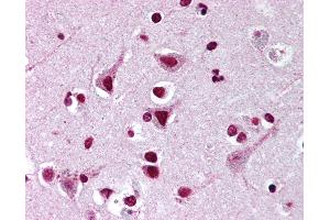 Anti-FMNL2 antibody IHC of human brain, cortex. (FMNL2 抗体  (AA 1-50))