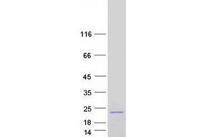 Western Blotting (WB) image for Transcription Factor MafG (Mafg) (Transcript Variant 1) protein (Myc-DYKDDDDK Tag) (ABIN2725152)