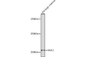 Western blot analysis of extracts of Rat large intestine, using MUC2 Rabbit mAb (ABIN7268689) at 1:1000 dilution. (MUC2 抗体)
