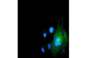 Anti-LMAN1 mouse monoclonal antibody (ABIN2454009) immunofluorescent staining of COS7 cells transiently transfected by pCMV6-ENTRY LMAN1 (RC207088). (LMAN1 抗体)