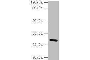 Western blot All lanes: GOSR1 antibody at 16 μg/mL + Mouse liver tissue Secondary Goat polyclonal to rabbit IgG at 1/10000 dilution Predicted band size: 29, 22 kDa Observed band size: 29 kDa (GS28 抗体  (AA 1-115))