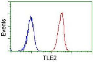 Image no. 2 for anti-Transducin-Like Enhancer Protein 2 (TLE2) antibody (ABIN1501408) (TLE2 抗体)