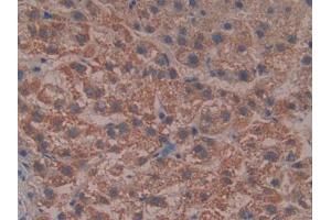 IHC-P analysis of Human Liver Tissue, with DAB staining. (Reelin 抗体  (AA 3142-3460))
