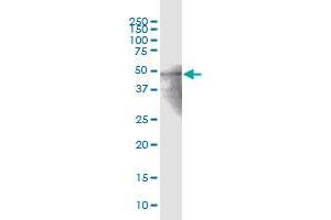ZNF772 MaxPab polyclonal antibody. (ZNF772 抗体  (AA 1-489))