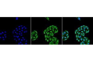 Immunocytochemistry/Immunofluorescence analysis using Mouse Anti-HSP70 Monoclonal Antibody, Clone 5A5 (ABIN361735 and ABIN361736). (HSP70 抗体)