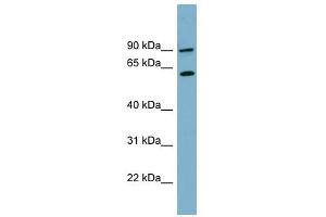 SLC3A1 antibody used at 1 ug/ml to detect target protein. (SLC3A1 抗体  (N-Term))