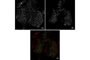 Immunofluorescence (IF) image for anti-Sarcolemma Associated Protein (SLMAP) (N-Term) antibody (ABIN7273027) (SLMAP 抗体  (N-Term))