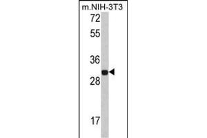 Western blot analysis of FHL1 Antibody (C-term) (ABIN390835 and ABIN2841061) in NIH-3T3 cell line lysates (35 μg/lane). (FHL1 抗体  (C-Term))