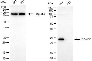 Western blotting analysis using C7orf50 antibody (ABIN7798084). (C7orf50 抗体)