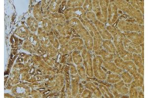 ABIN6273034 at 1/100 staining Mouse kidney tissue by IHC-P. (CKAP4 抗体  (C-Term))